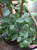 blueberry002.jpg