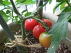 tomato 001.jpg